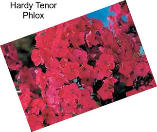 Hardy Tenor Phlox