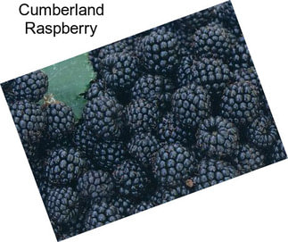 Cumberland Raspberry