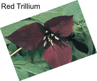 Red Trillium