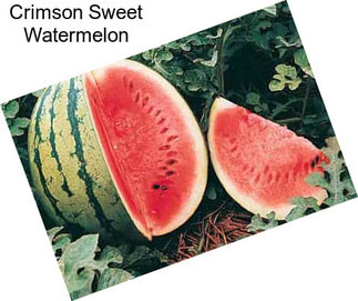 Crimson Sweet Watermelon