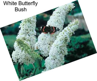 White Butterfly Bush