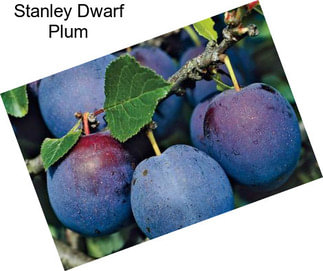 Stanley Dwarf Plum