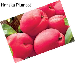 Hanska Plumcot