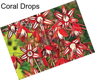 Coral Drops