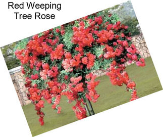 Red Weeping Tree Rose