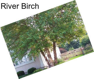 River Birch