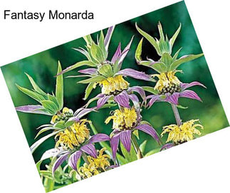 Fantasy Monarda