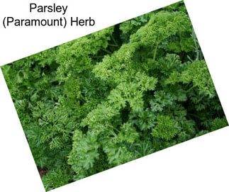 Parsley (Paramount) Herb