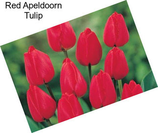 Red Apeldoorn Tulip