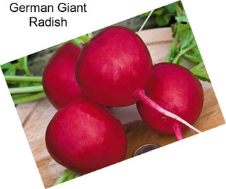 German Giant Radish