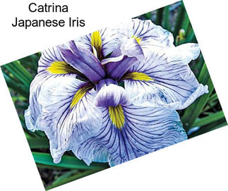 Catrina Japanese Iris