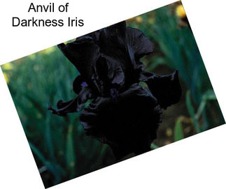 Anvil of Darkness Iris