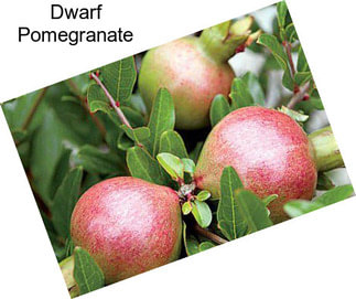 Dwarf Pomegranate