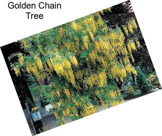 Golden Chain Tree