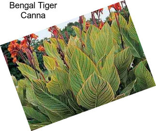 Bengal Tiger Canna