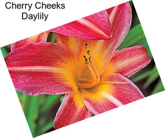 Cherry Cheeks Daylily