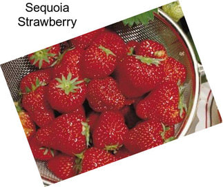 Sequoia Strawberry