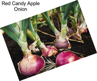 Red Candy Apple Onion