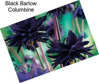 Black Barlow Columbine