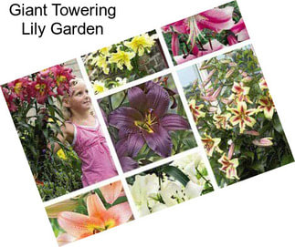 Giant Towering Lily Garden