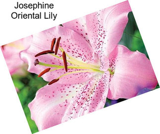 Josephine Oriental Lily