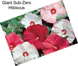 Giant Sub-Zero Hibiscus