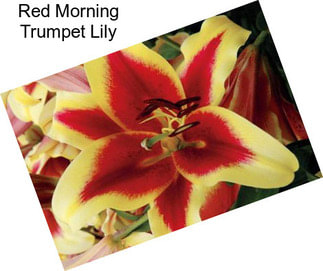 Red Morning Trumpet Lily