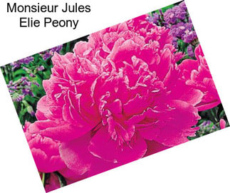 Monsieur Jules Elie Peony