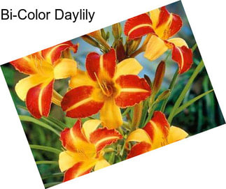 Bi-Color Daylily