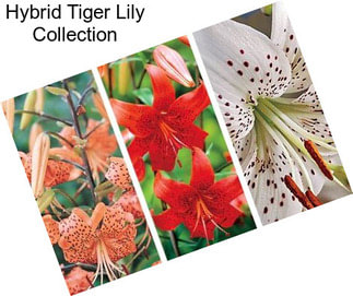 Hybrid Tiger Lily Collection