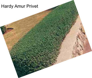 Hardy Amur Privet