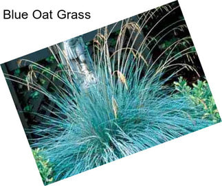 Blue Oat Grass