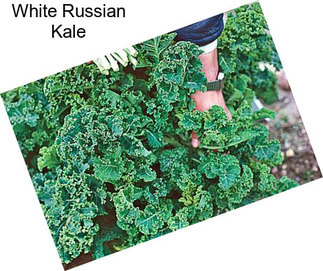 White Russian Kale