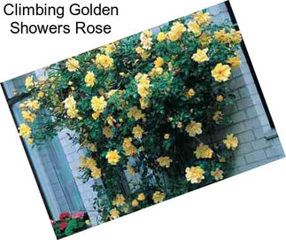 Climbing Golden Showers Rose