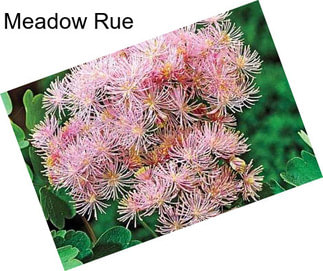 Meadow Rue