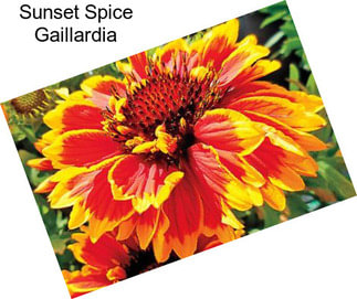 Sunset Spice Gaillardia