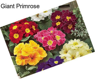 Giant Primrose