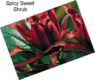 Spicy Sweet Shrub