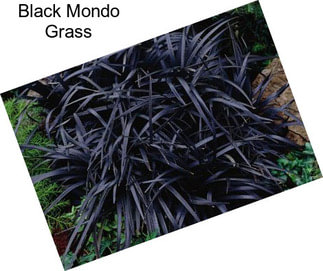 Black Mondo Grass