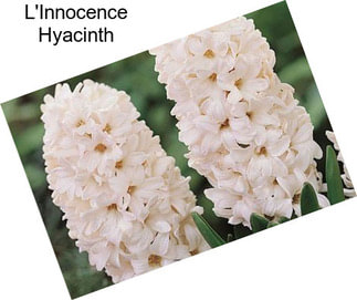 L\'Innocence Hyacinth