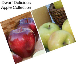 Dwarf Delicious Apple Collection