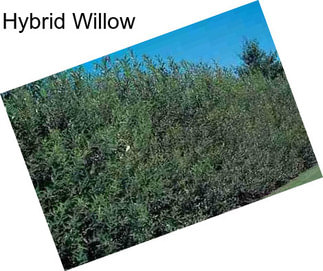 Hybrid Willow