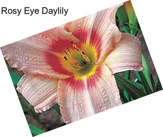 Rosy Eye Daylily