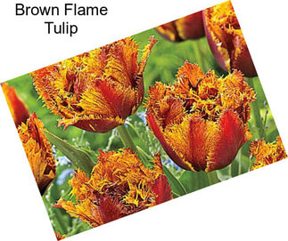 Brown Flame Tulip