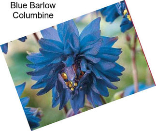 Blue Barlow Columbine