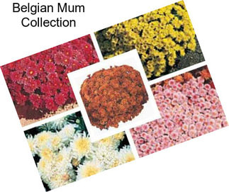 Belgian Mum Collection