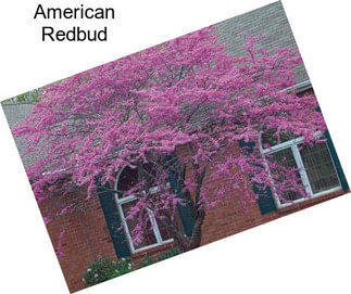 American Redbud