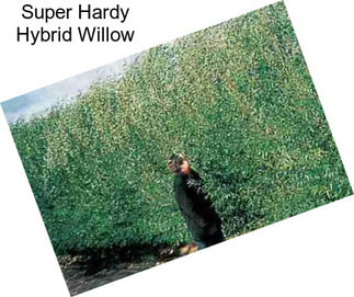 Super Hardy Hybrid Willow