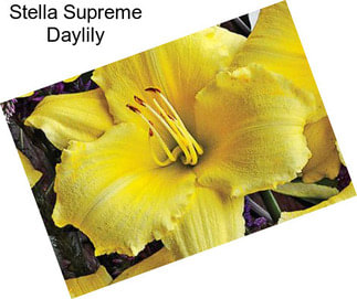 Stella Supreme Daylily