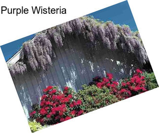 Purple Wisteria